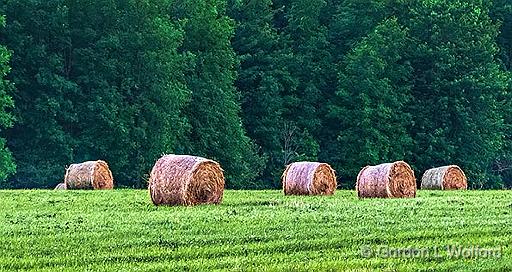 Bales In A Field_P1150794-6.jpg - Photographed neaar Eastons Corners, Ontario, Canada.
